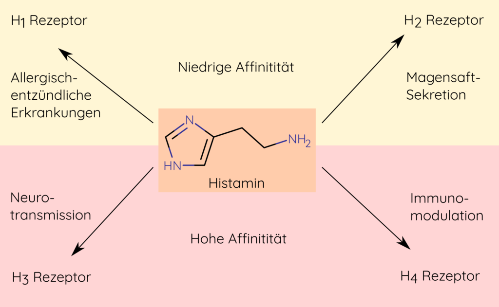 Histamin unser Freund und Feind