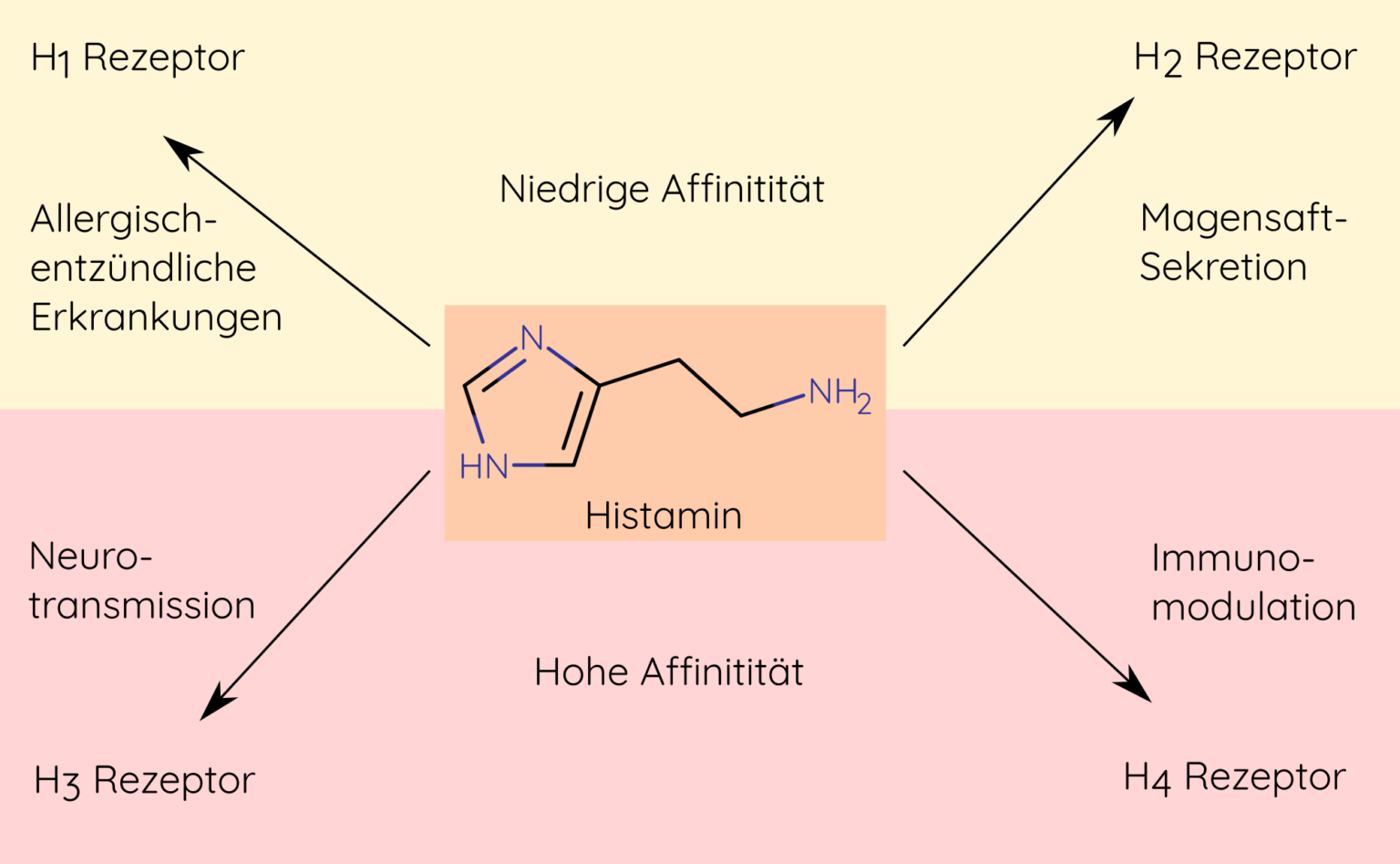 Histamin - unser Freund und Feind