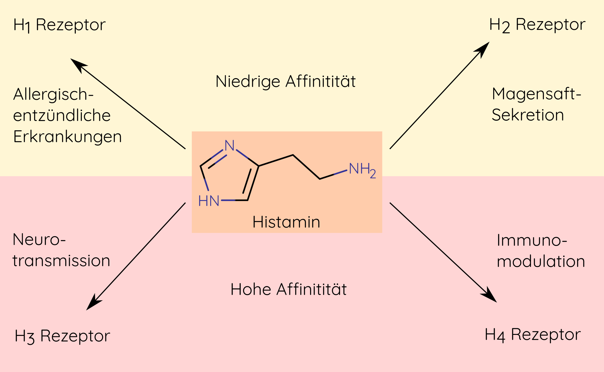 Auswirkungen von Histamin, die über die Histaminrezeptoren H1 bis H4 vermittelt werden