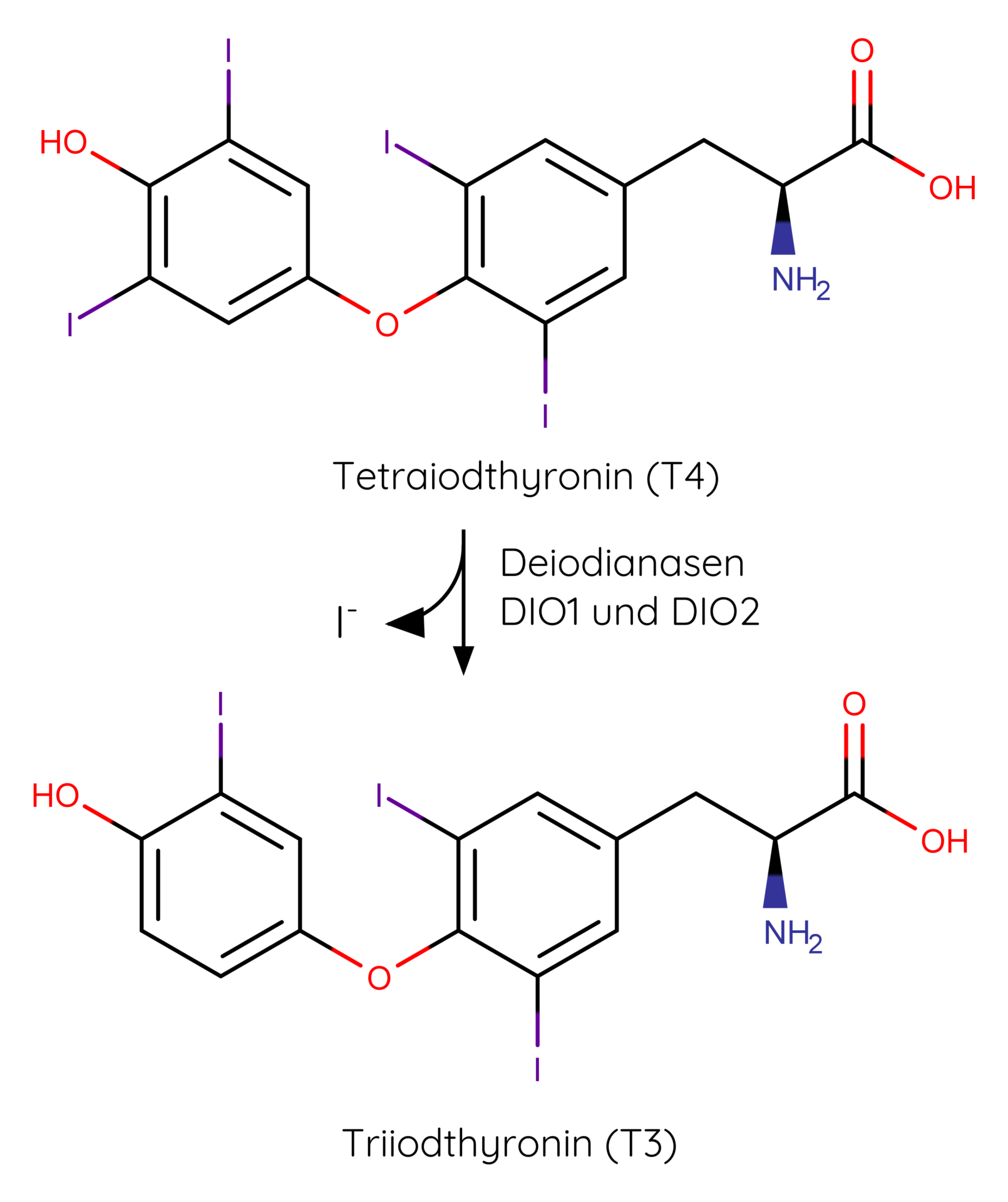 Umwandlung von Tetraiodthyronin (T4) in Triiodthyronin (T3) über die Deiodinasen DIO1 und DIO2