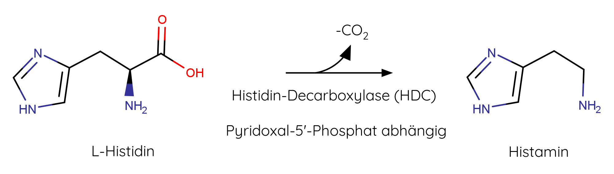 Umwandlung von der Aminosäure zu Histamin über die Pyridoxal-5'-Phosphat abhängige Histidindecarboxylase