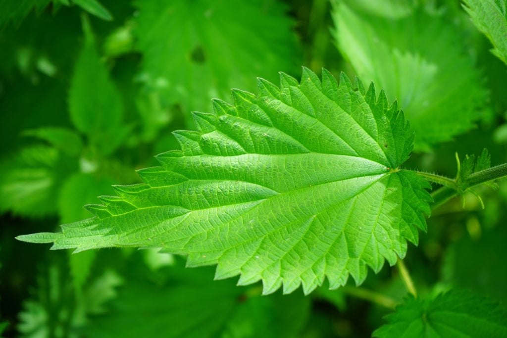 stinging nettle 474357 1920 1024x683 1