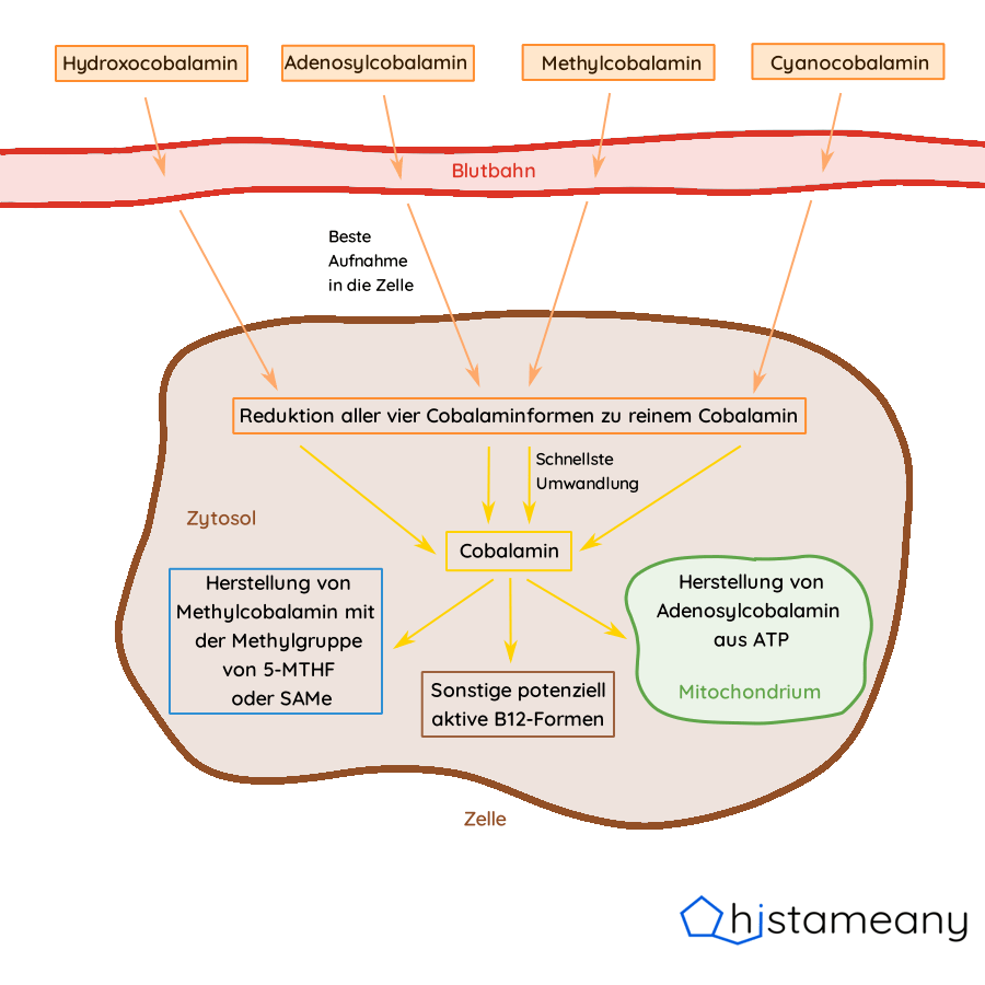 Aufnahme und Umwandlung der vier Vitamin B12 Formen Adenosylcobalamin, Methylcobalamin, Hydroxocobalamin und Cyanocobalamin in Zellen