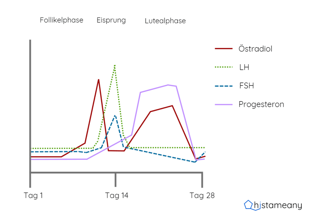 Hormonkurve Zyklus PMS Histaminintoleranz