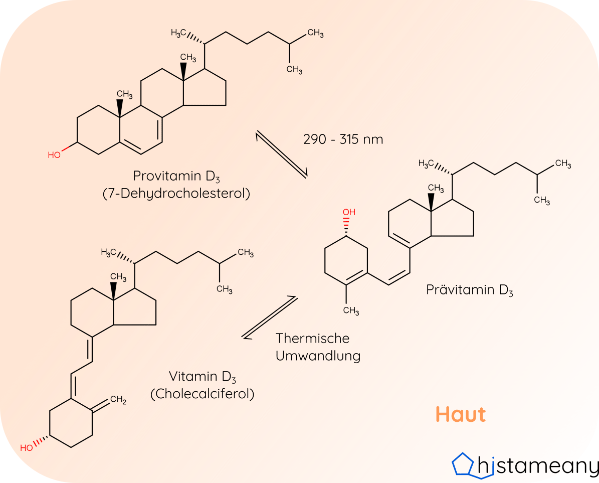 Vitamin D Bildung durch UVB Strahlung