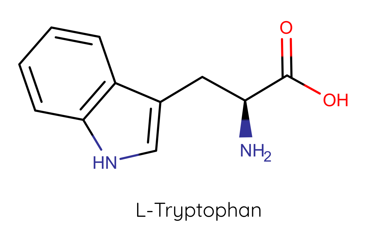 Strukturformel von L-Tryptophan. Die Aufnahme kann bei Fruktosemalabsorption gestört sein.