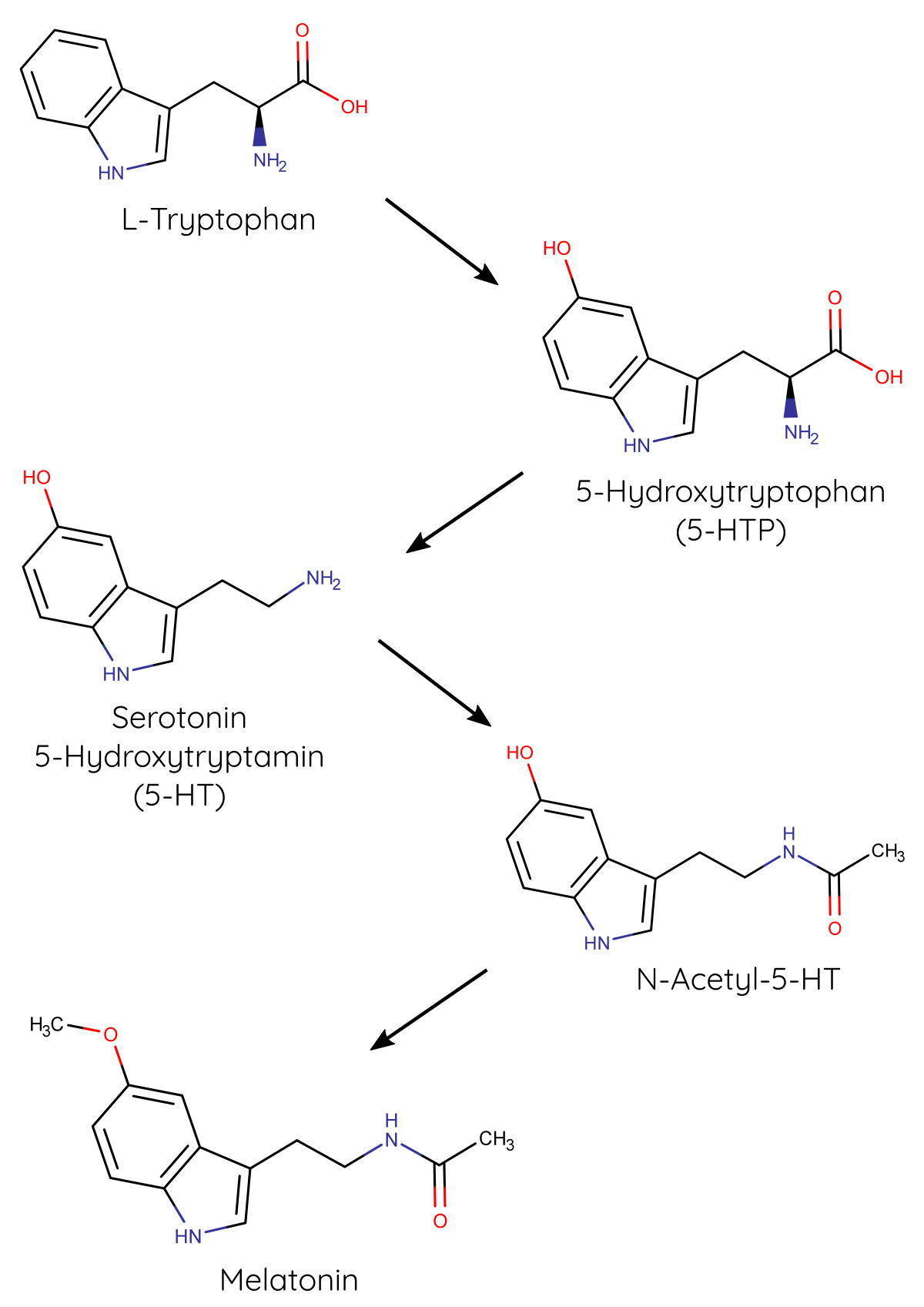 Abbildung 2 Synthese von Serotonin und Melatonin aus L-Tryp.7