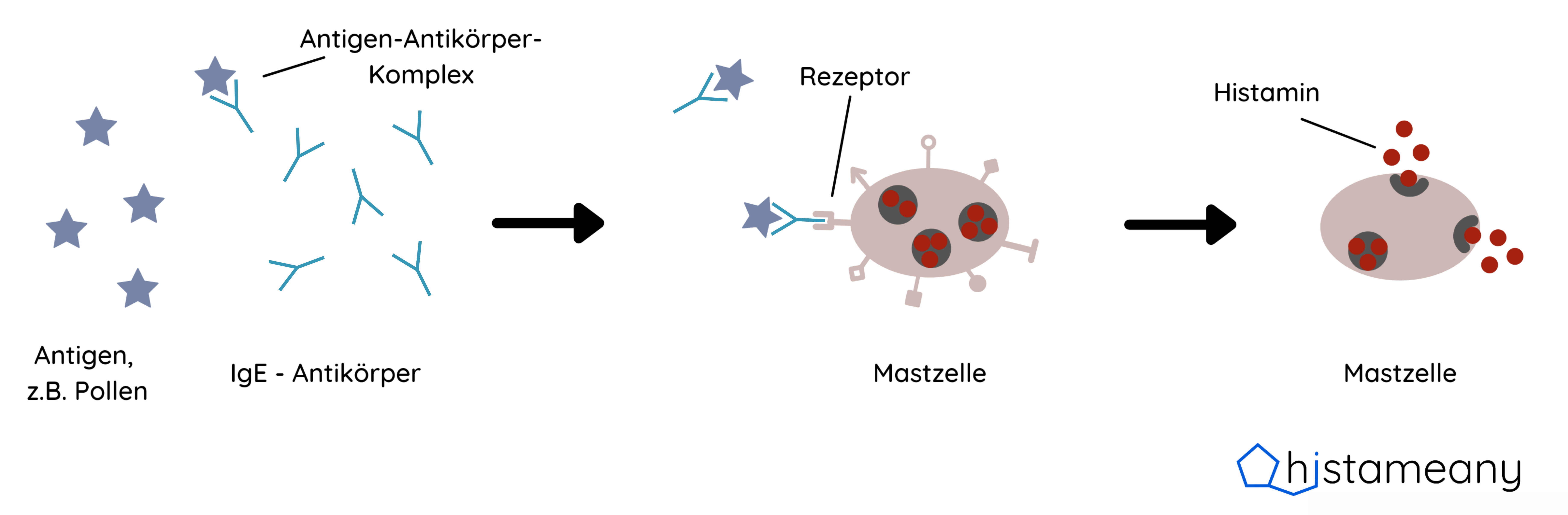 In der Pollensaison können Pollen mit Antikörper einen Komplex bilden und anschließend die Mastzellen zum Ausschütten von Botenstoffen bewegen.