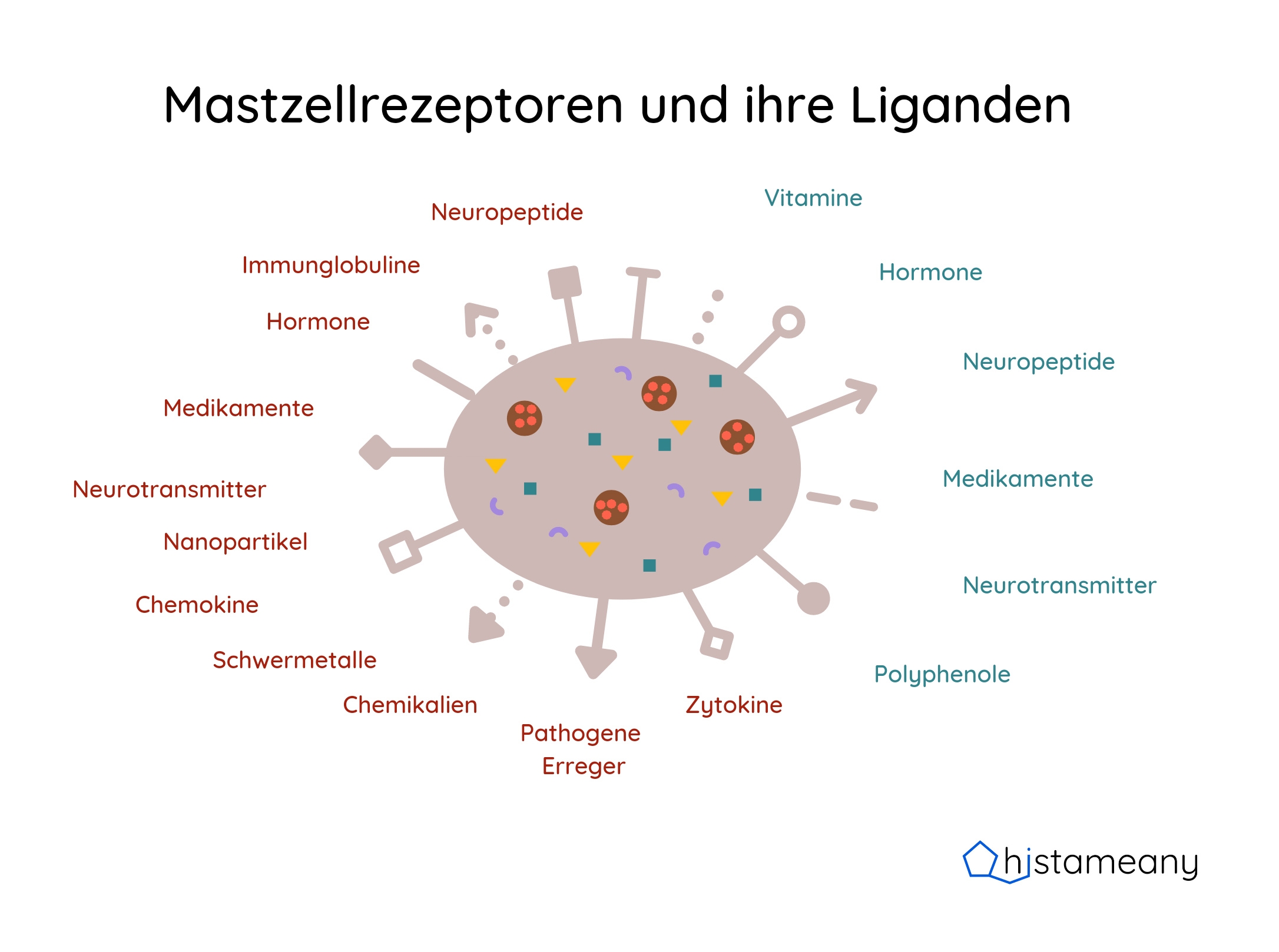 Die Mastzelle und einige ihrer Mediatoren