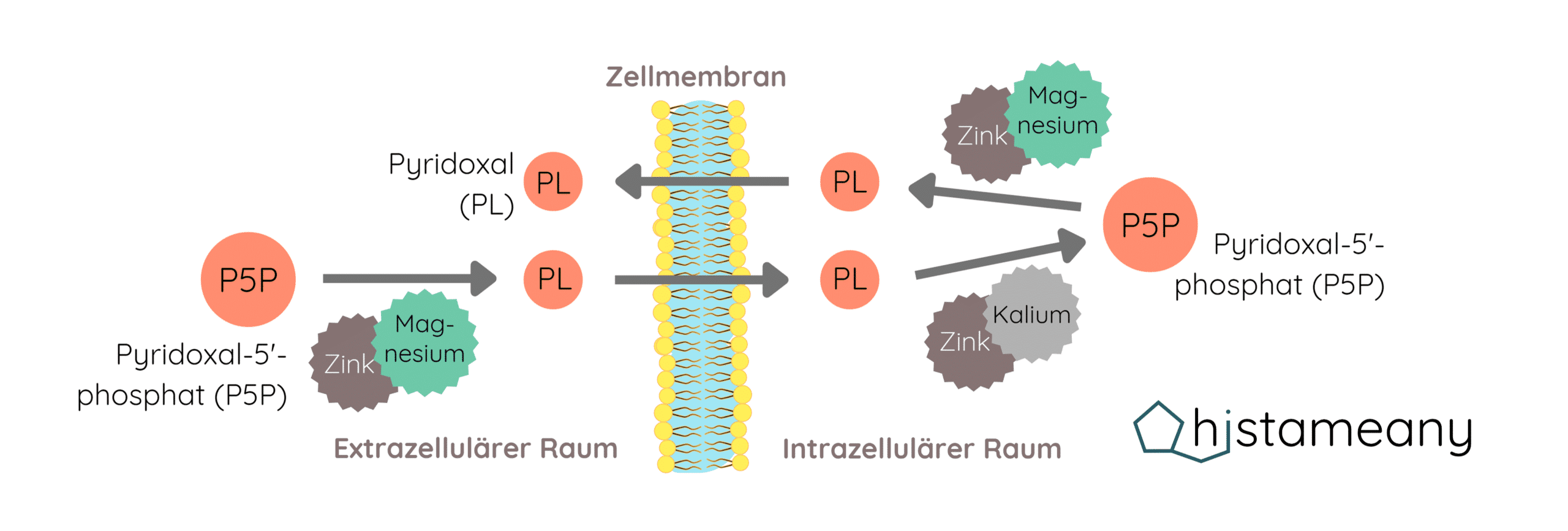 Pyridoxal-5'-phosphat P5P Umwandlung Kofaktoren