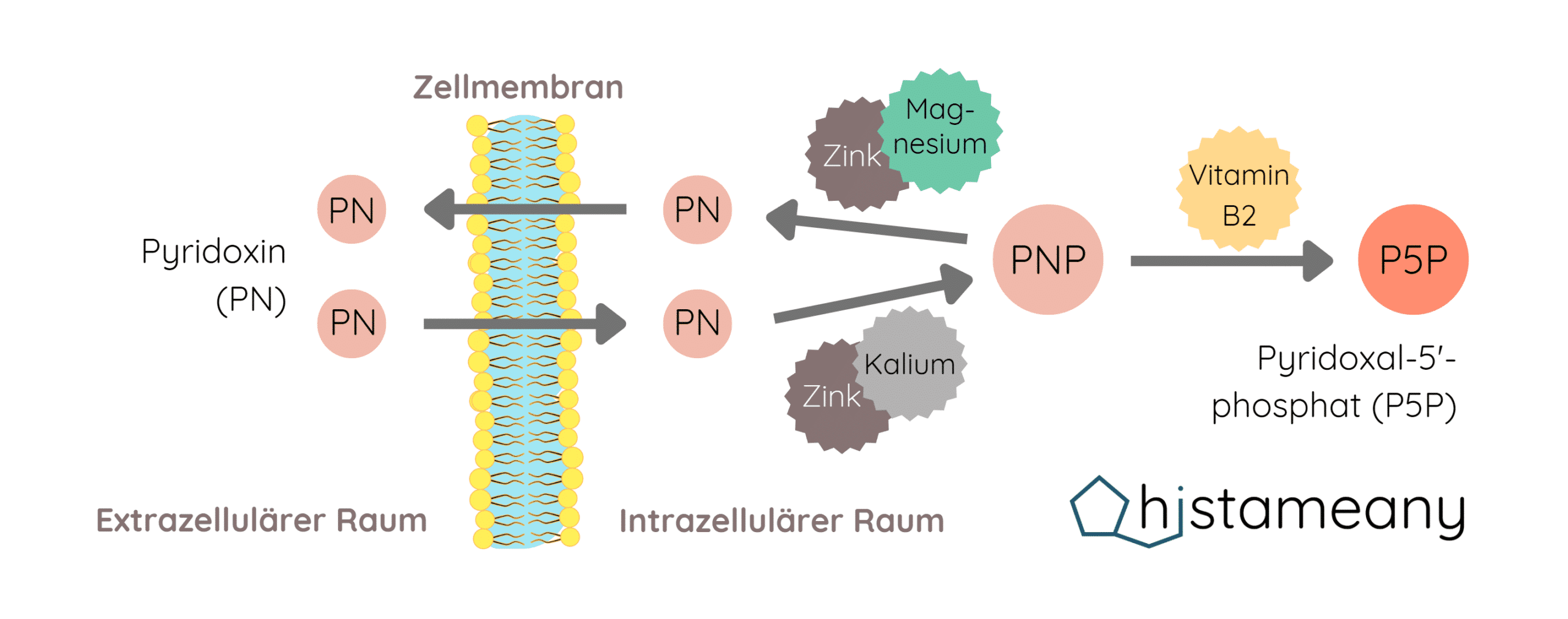 Pyridoxin Umwandlung Kofaktoren