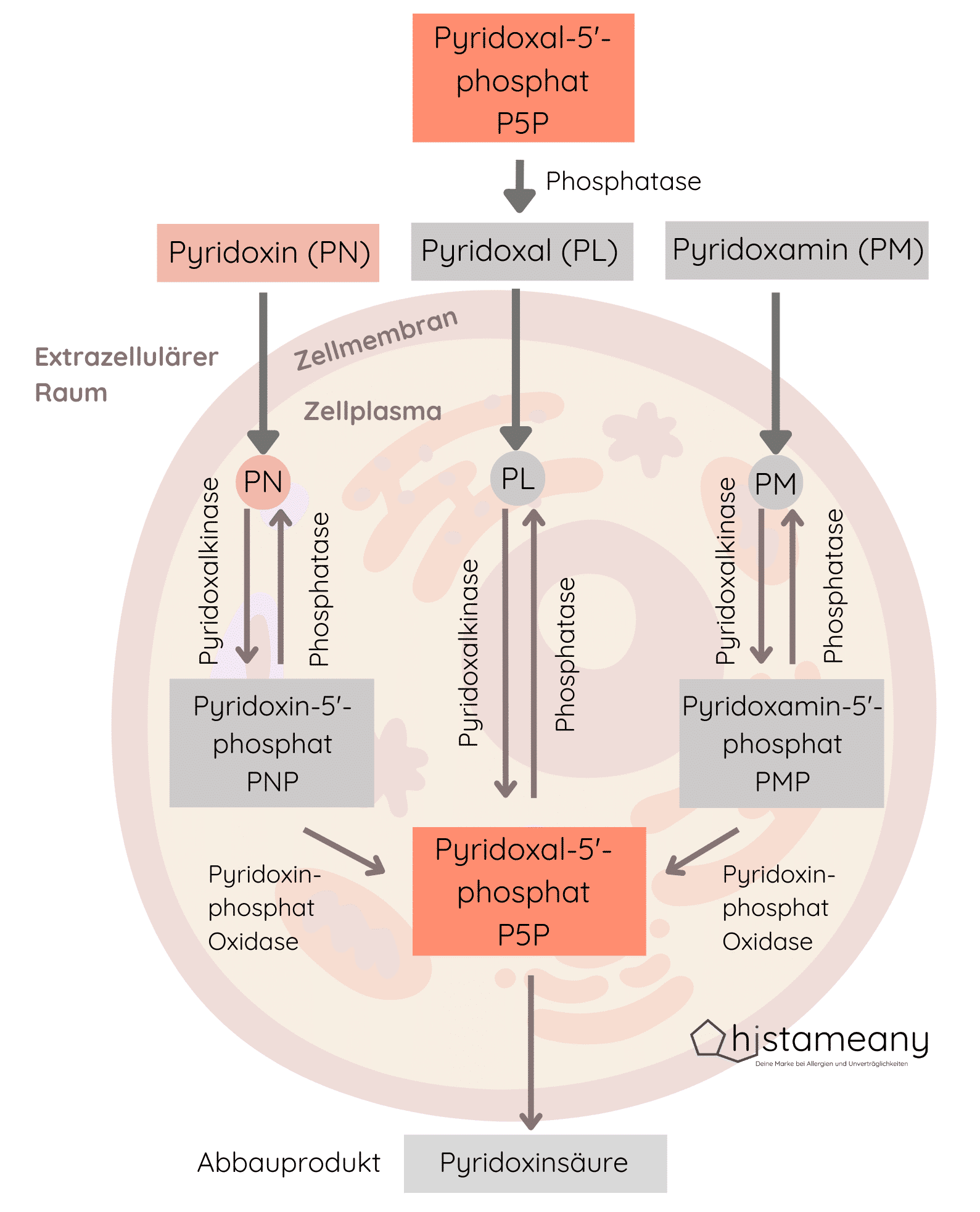 Vitamin B6 Umwandlung Metabolismus aktiv P5P inaktiv Pyridoxin intrazellulär Pyridoxalkinase Phosphatase