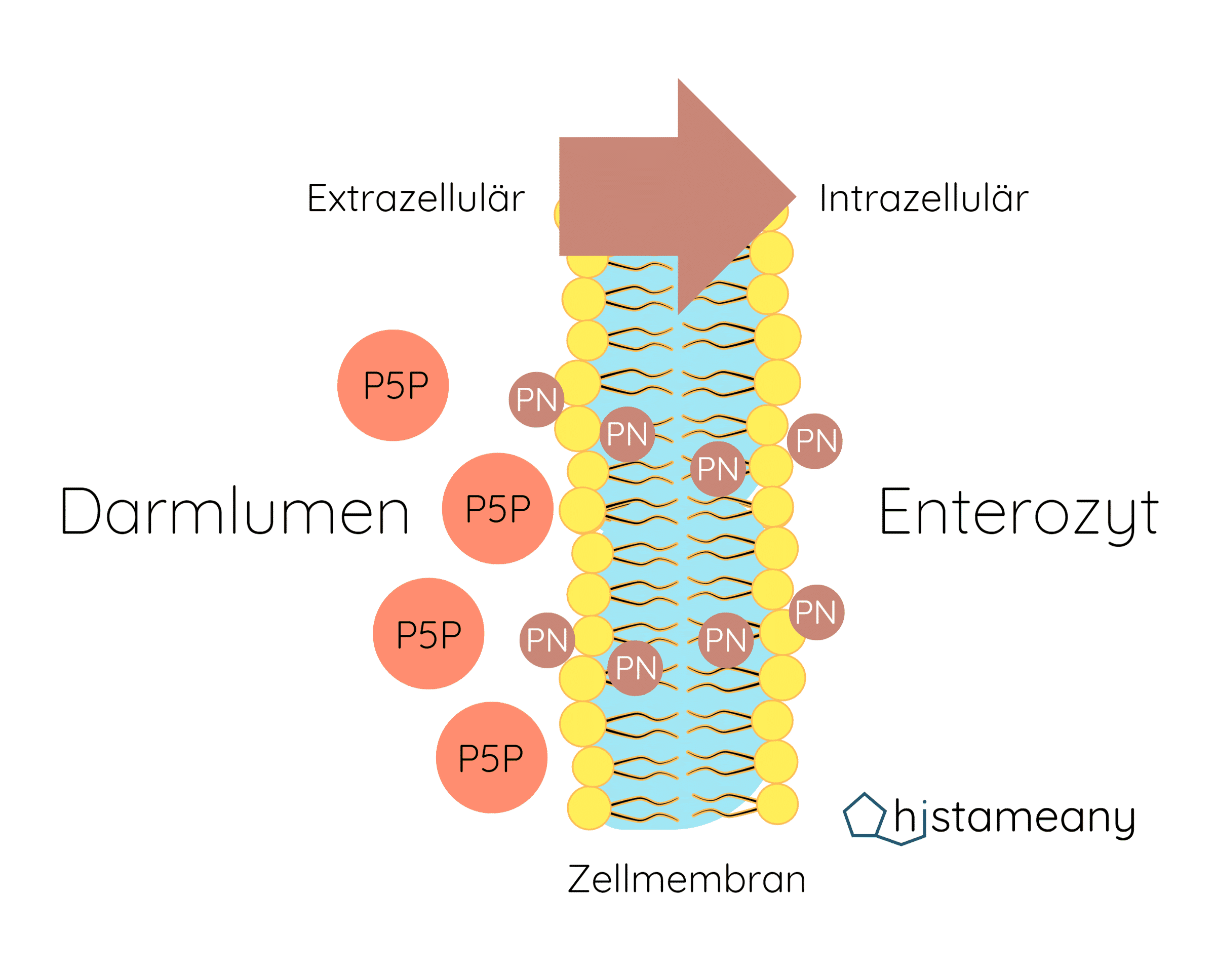 aktives und inaktives Vitamin B6 Zellmembran Pyridoxin P5P