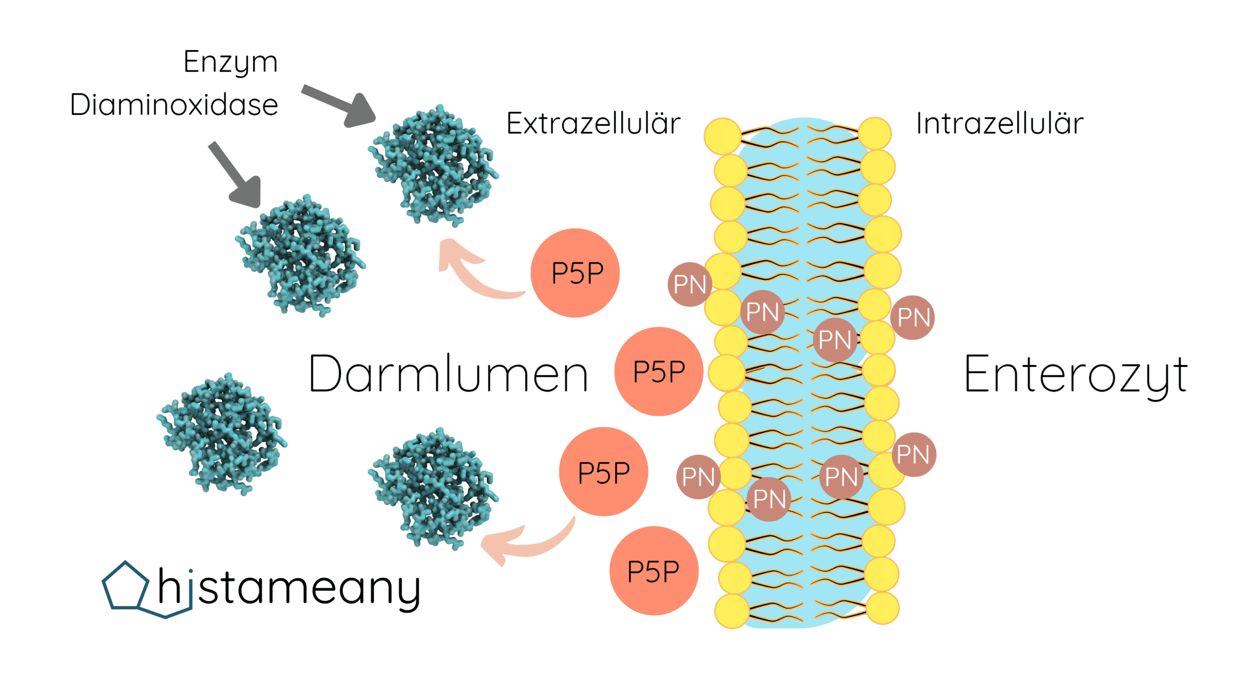 P5P Vitamin B6 extrazelluläre intestinale Diaminoxidase