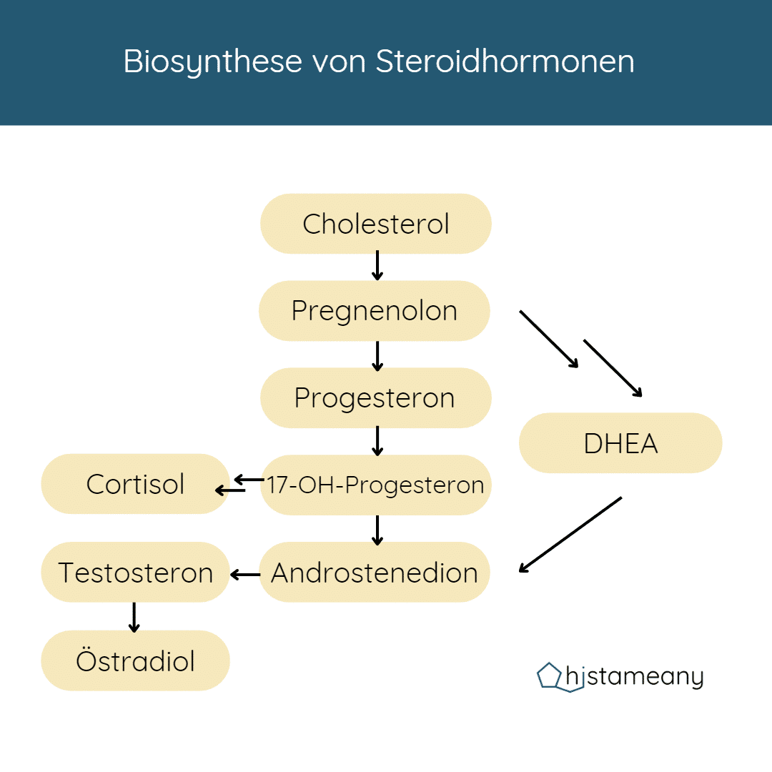 Biosynthese Steroidhormone