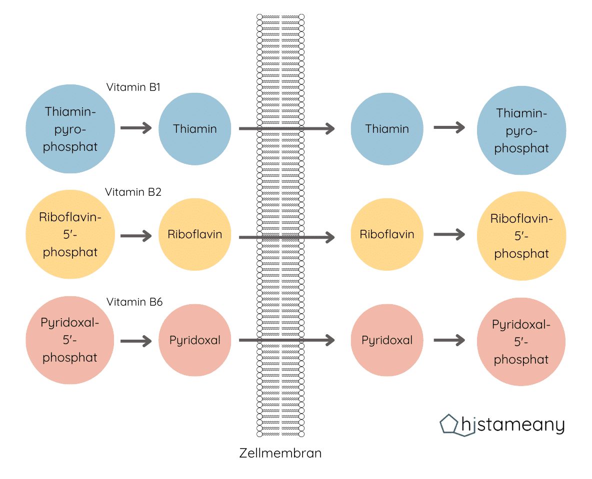 Aktive und inaktive B Vitamine Transport durch die Zellmembran