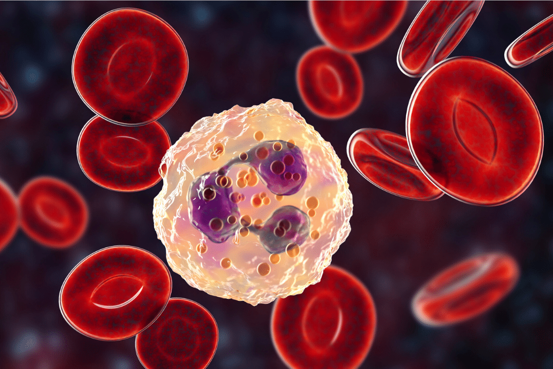 Neutrophile Granulozyten Immunsystem Immunzellen Bakterien Pilze Phagozytose