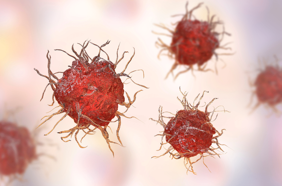 Dendritische Zellen angeborene Immunabwehr Immunantwort Immunsystem