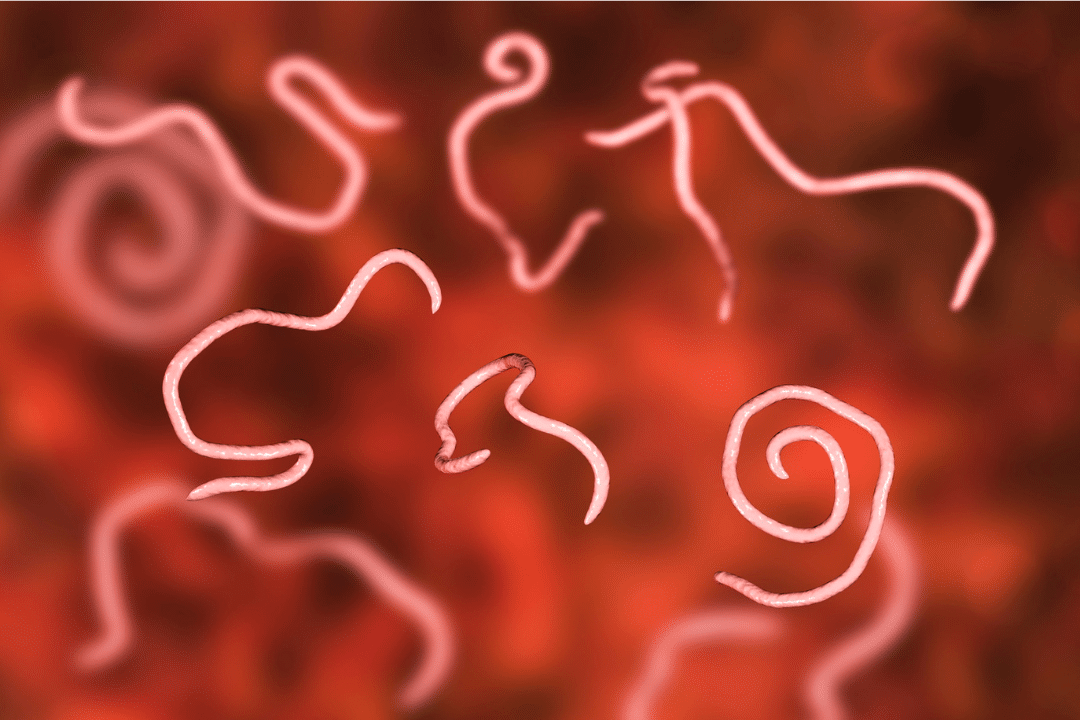 Eosinophile Würmer Parasiten Immunsystem