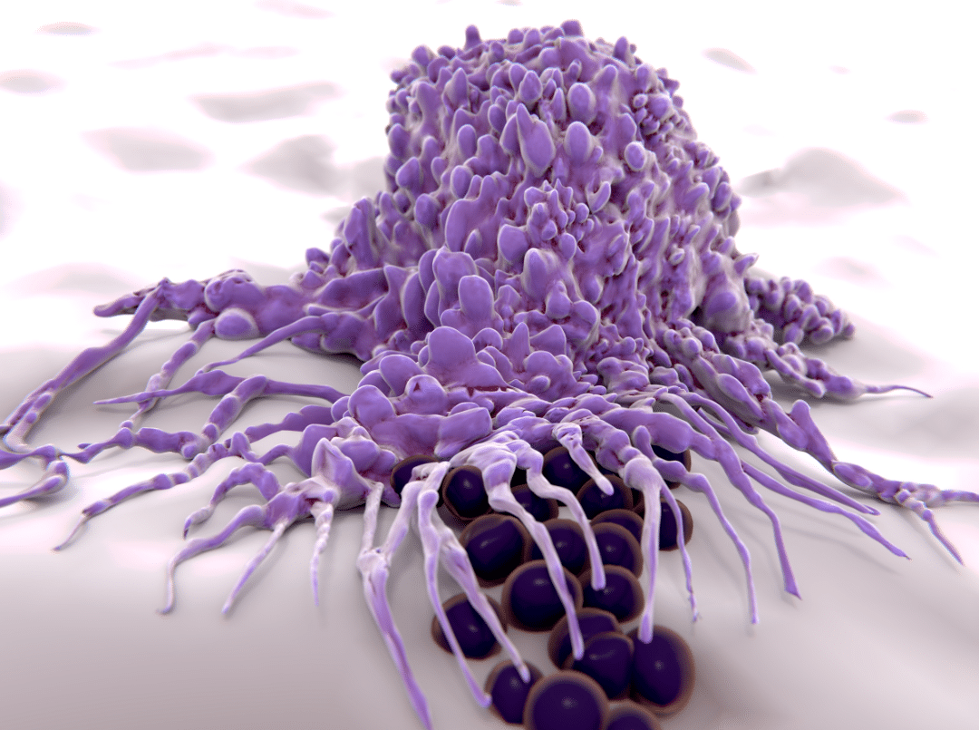 Makrophage Fresszelle Immunsystem angeborene Immunantwort